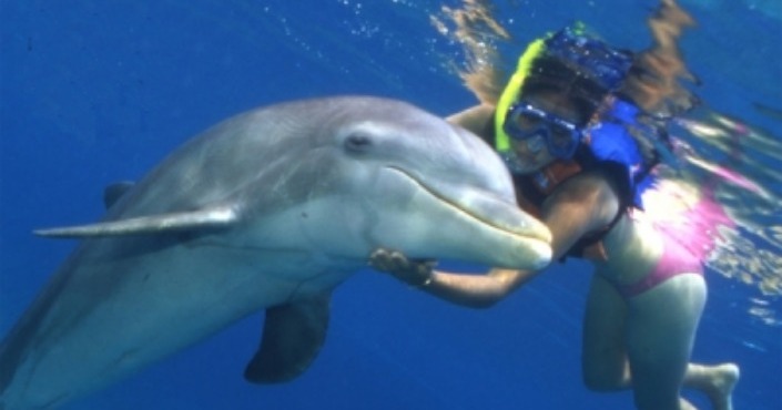 Dolphin Discovery Swim Tortola